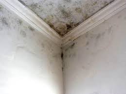 Best Residential Mold Inspection & Testing  in Nissequogue, NY