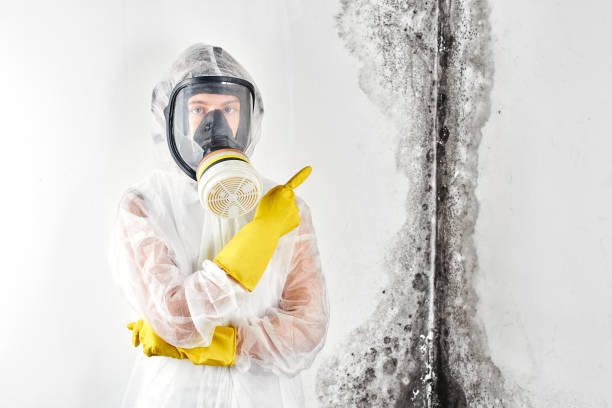 Best Black Mold Removal  in Nissequogue, NY