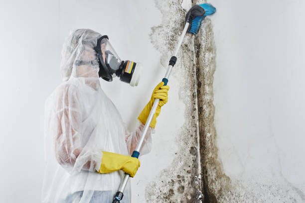 Best Mold Damage Restoration  in Nissequogue, NY